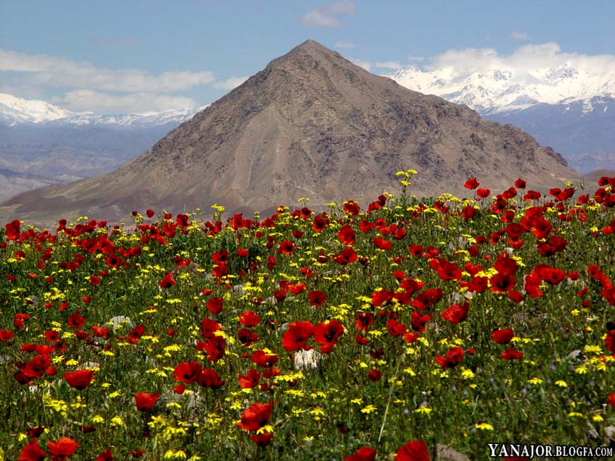 Plain of poppies in a beautiful tourist area Jolfa